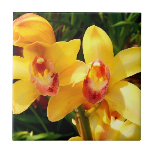 Gele Cymbidium Orchid Ceramic Tile Tegeltje (Voorkant)