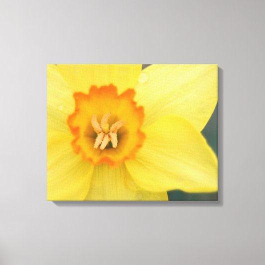 Gele Daffodil Canvas Print (Voorkant)