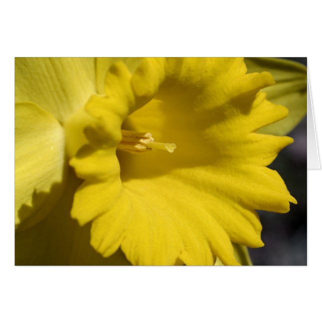 Gele Daffodil Flower Photography Card (Voorkant Horizontaal)