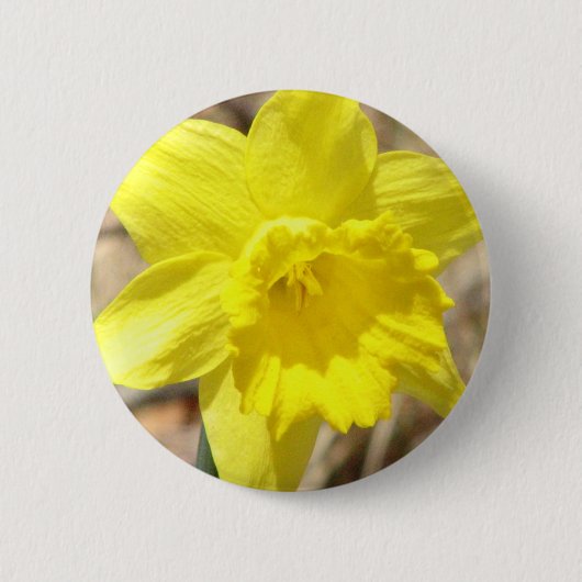 Gele Daffodil Flowers Ronde Button (Voorkant)