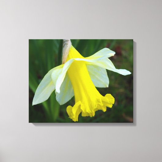 Gele Daffodil Verpakte Canvas Print (Voorkant)