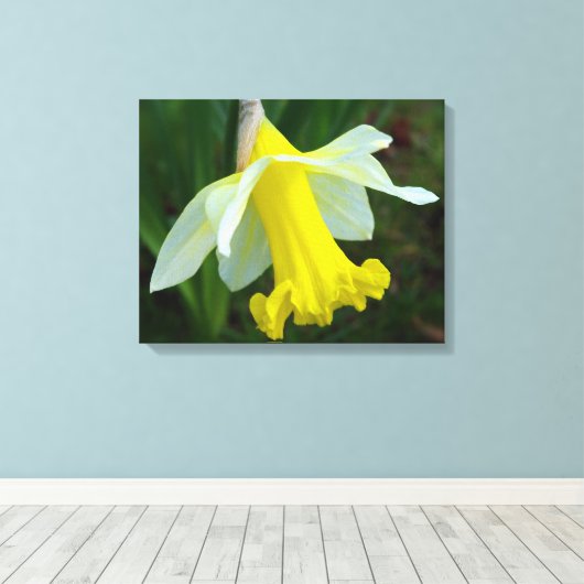 Gele Daffodil Verpakte Canvas Print (Insitu (Houten vloer))