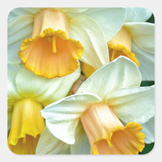 Gele daffodilbloemen vierkante sticker (Voorkant)