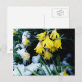 Gele Daffodils bloemen in de sneeuw Briefkaart (Voorkant / Achterkant)