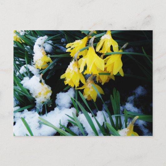 Gele Daffodils bloemen in de sneeuw Briefkaart (Voorkant)