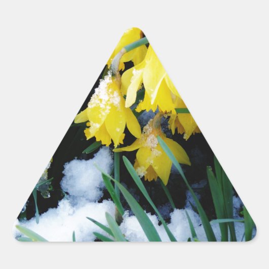 Gele Daffodils bloemen in de sneeuw Driehoek Sticker (Voorkant)