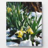 Gele Daffodils bloemen in de sneeuw Fotoplaat (Voorkant)