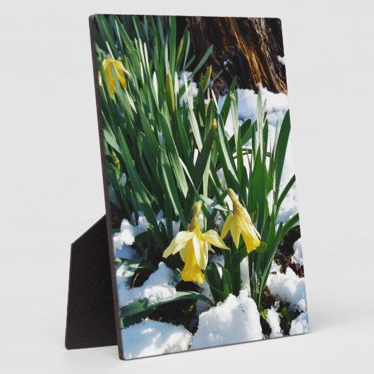 Gele Daffodils bloemen in de sneeuw Fotoplaat (Zijkant)