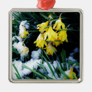 Gele Daffodils bloemen in de sneeuw Metalen Ornament