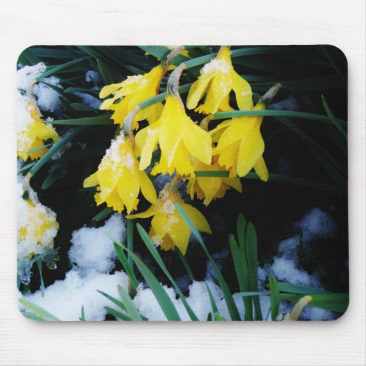 Gele Daffodils bloemen in de sneeuw Muismat (Voorkant)