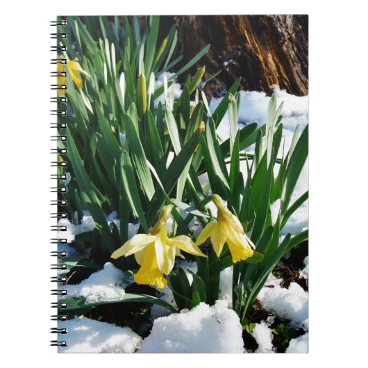 Gele Daffodils bloemen in de sneeuw Notitieboek (Voorkant)
