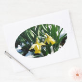 Gele Daffodils bloemen in de sneeuw Ovale Sticker (Envelop)