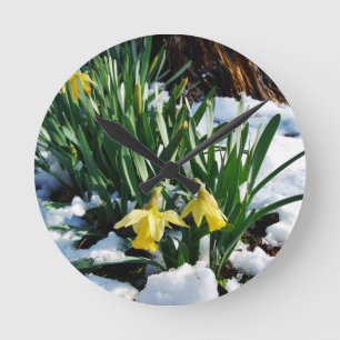Gele Daffodils bloemen in de sneeuw Ronde Klok