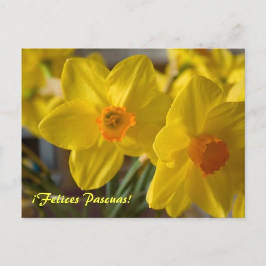 Gele daffodils, Felices Pascuas.  briefkaart (Voorkant)