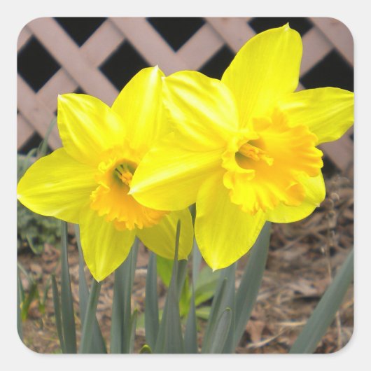Gele Daffodils Sticker (Voorkant)