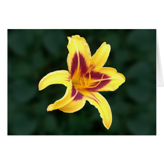 Gele dagbloem met rood, Hemerocallis: (Voorkant Horizontaal)