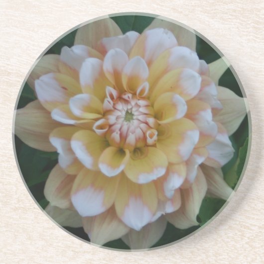 Gele dahlia bloesem zandsteen onderzetter (Voorkant)