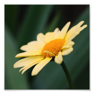 Gele Daisy Flower Close Up 8x8 Foto Afdruk