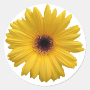 Gele Daisy Round Stickers