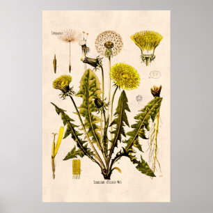 Gele Dandelion Gone 1800 naar zaadflora Poster