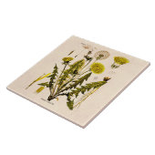 Gele Dandelion Gone 1800 naar zaadflora Tegeltje (Zijkant)