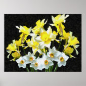 Gele deffodils en witte Narcissi op grijs Poster (Voorkant)