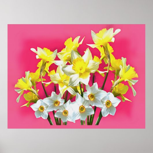 gele deffodils en witte Narcissi viva magenta Poster (Voorkant)