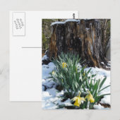 Gele deffodils in de sneeuw briefkaart (Voorkant / Achterkant)