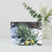 Gele deffodils in de sneeuw briefkaart (Staand voorkant)