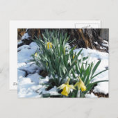 Gele deffodils in de sneeuw briefkaart (Voorkant / Achterkant)
