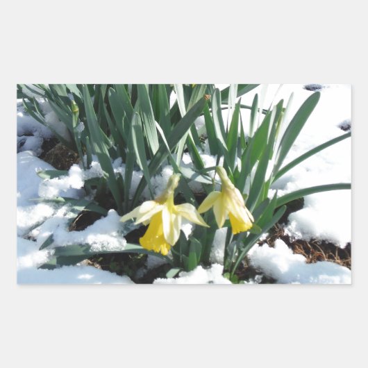 Gele deffodils in de sneeuw rechthoekige sticker (Voorkant)