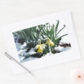 Gele deffodils in de sneeuw rechthoekige sticker (Envelop)