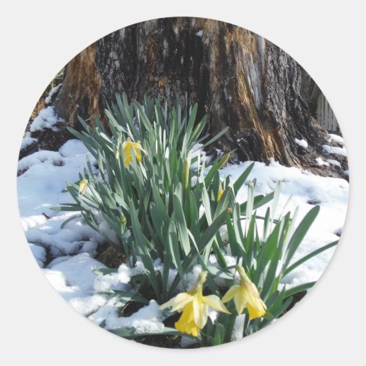 Gele deffodils in de sneeuw ronde sticker (Voorkant)
