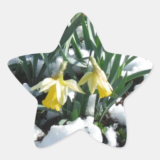 Gele deffodils in de sneeuw ster sticker (Voorkant)