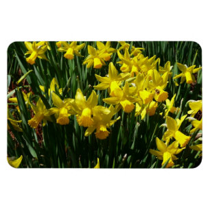 Gele deffodis ik Cheery Spring Flowers Magneet