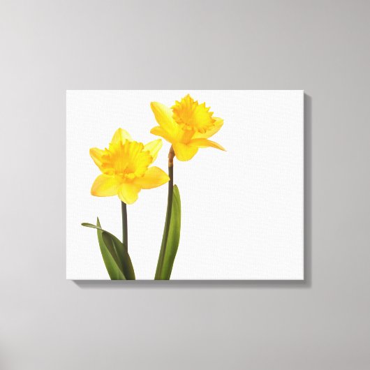 Gele deffodis op wit - Daffodilventilatorblank Canvas Afdruk (Voorkant)
