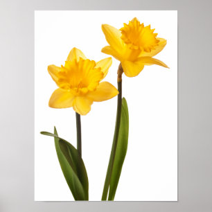 Gele deffodis op wit - Daffodilventilatorblank Poster