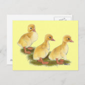 Gele ducklings briefkaart (Voorkant / Achterkant)