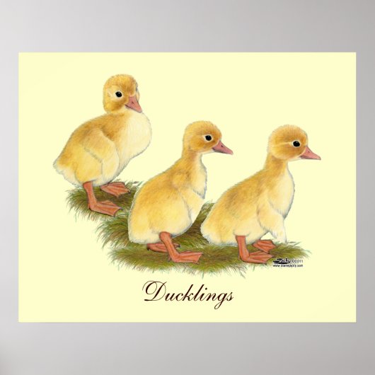 Gele ducklings poster (Voorkant)