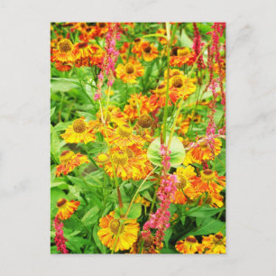 Gele Echinacea Flowers Briefkaart