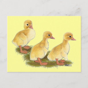 Gele Eendjes Briefkaart