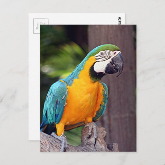 Gele en blauwe ara briefkaart (Voorkant / Achterkant)