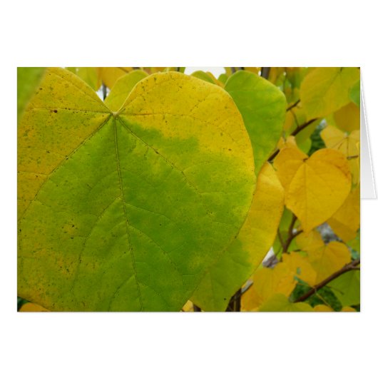 Gele en Groene Cercis bladeren (Voorkant Horizontaal)