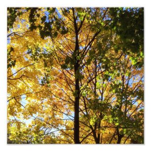 Gele en groene Herfst Foto Afdruk