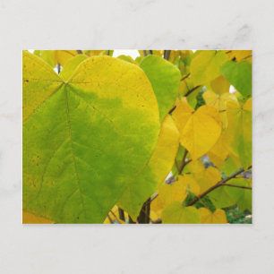 Gele en groene redbudbladeren briefkaart
