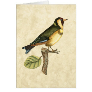 Gele en groene vogel op een kleine tak
