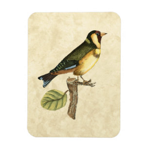 Gele en groene vogel op een kleine tak magneet