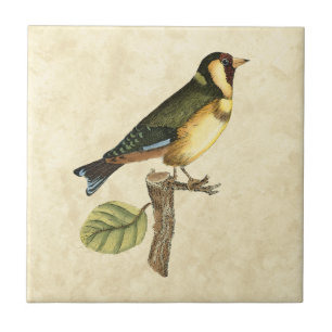 Gele en groene vogel op een kleine tak tegeltje