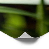 Gele en Paarse iris Poster (Hoek)