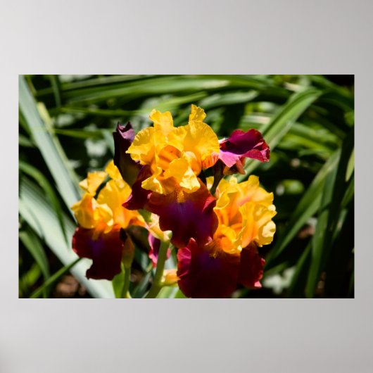 Gele en Paarse iris Poster (Voorkant)
